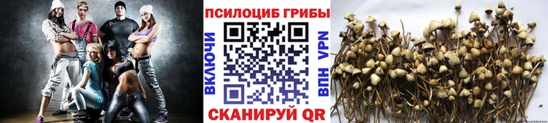 Купить где  Южно-Сахалинск  Галлюциногенные грибы Cubensis 